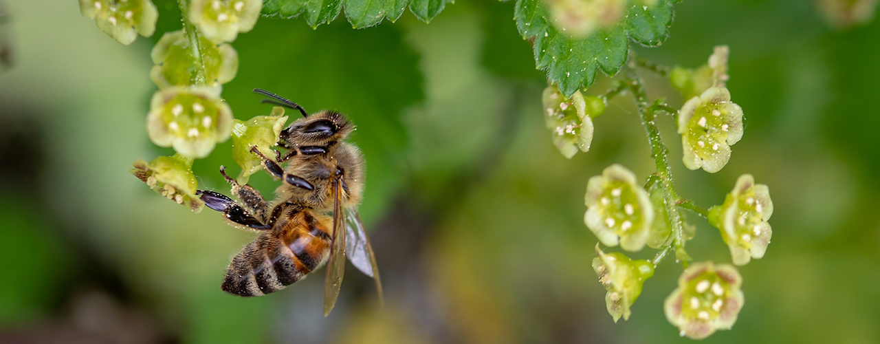 Abelhas também podem ser vítimas de fungicida – Foto: Myriams-Fotos via Pixabay / CC0