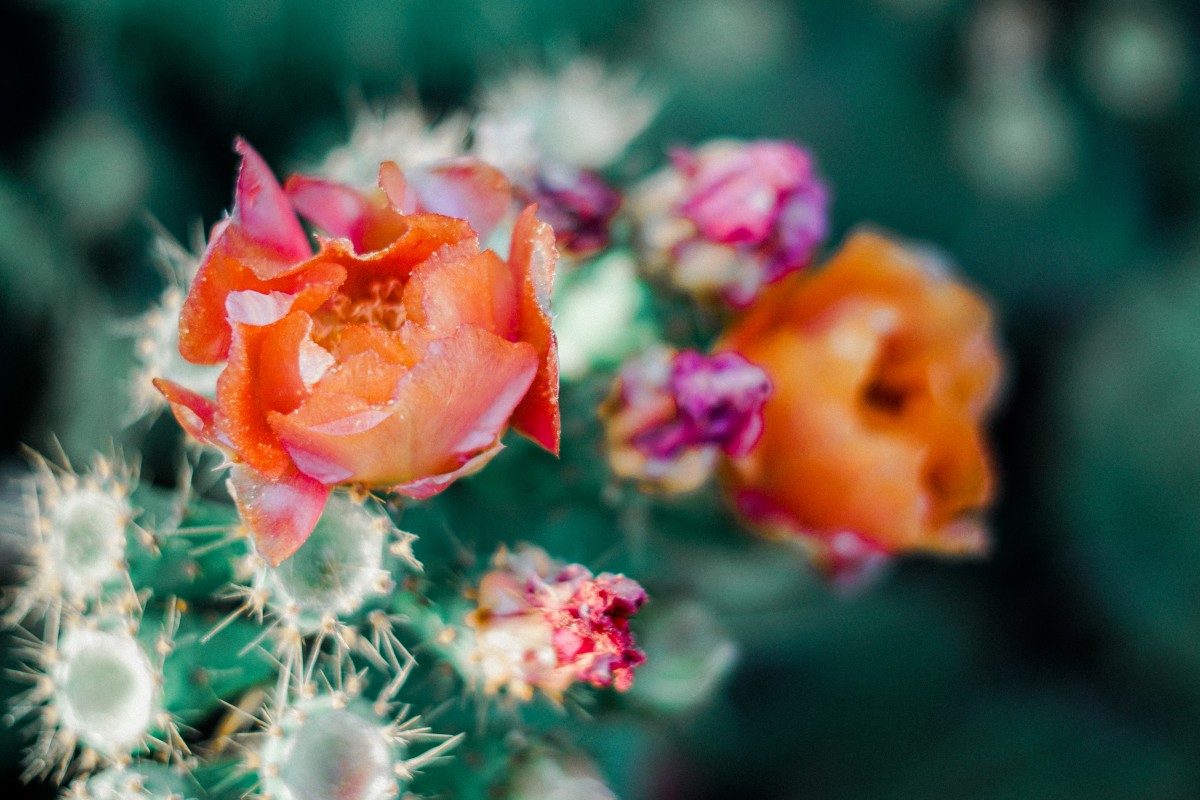Flores -pxhere