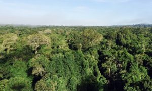 Floresta altamente diversa na Amazônia. Foto: Cláudio Ângelo.