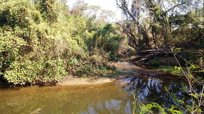 Mata ciliar do Ribeirão dos Marins, em Piracicaba (SP). Foto: Prefeitura Municipal de Piracicaba/divulgação.