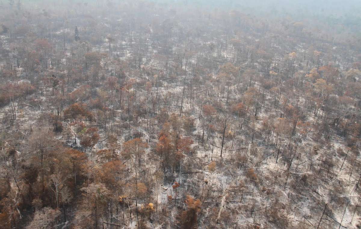 Faixas extensas da floresta na região foram destruídas por madeireiros ilegais e por queimadas. Foto: INPE