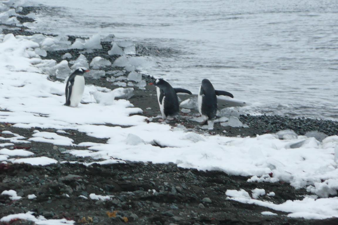 Pinguins em praia na ilha Rei George, Antártida, onde a temperatura chegou perto dos 20 graus Celsius em fevereiro de 2020. Foto: Claudio Angelo/OC